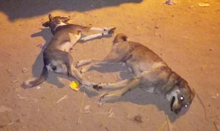 القضاء على الكلاب الضالة